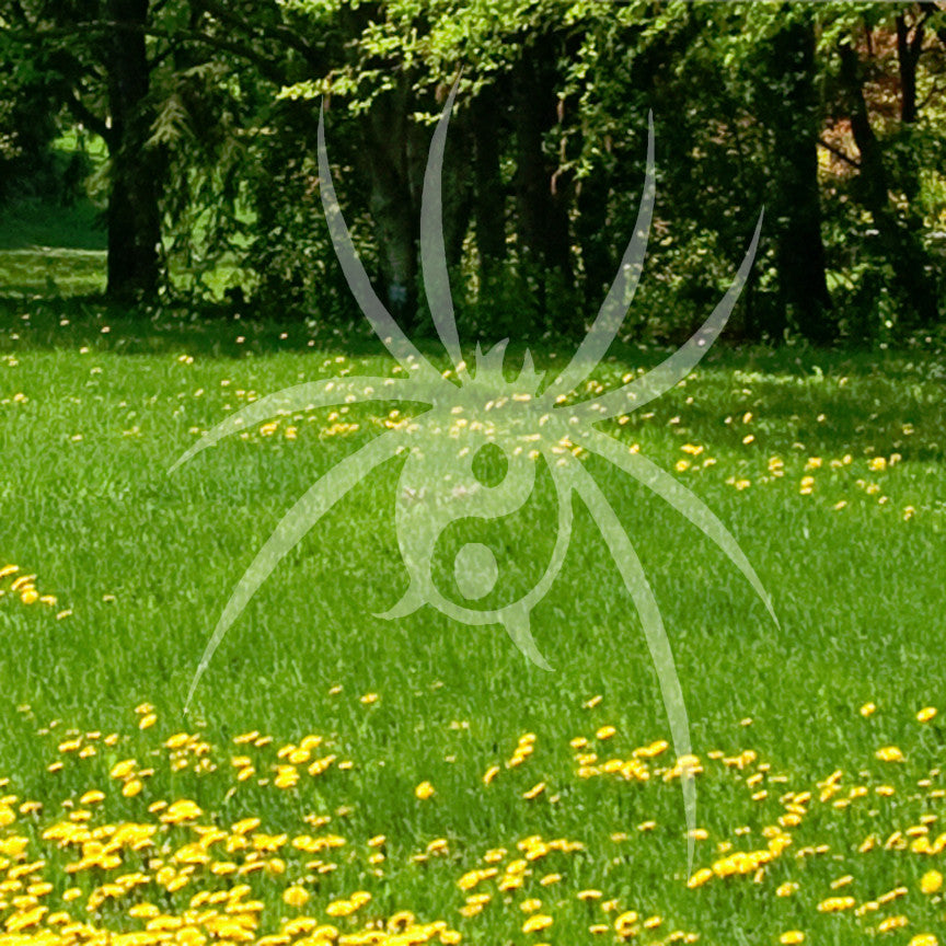 Spider Yin Yang