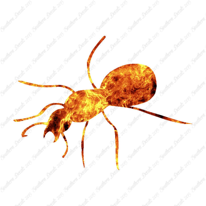 Ant Insect Pest