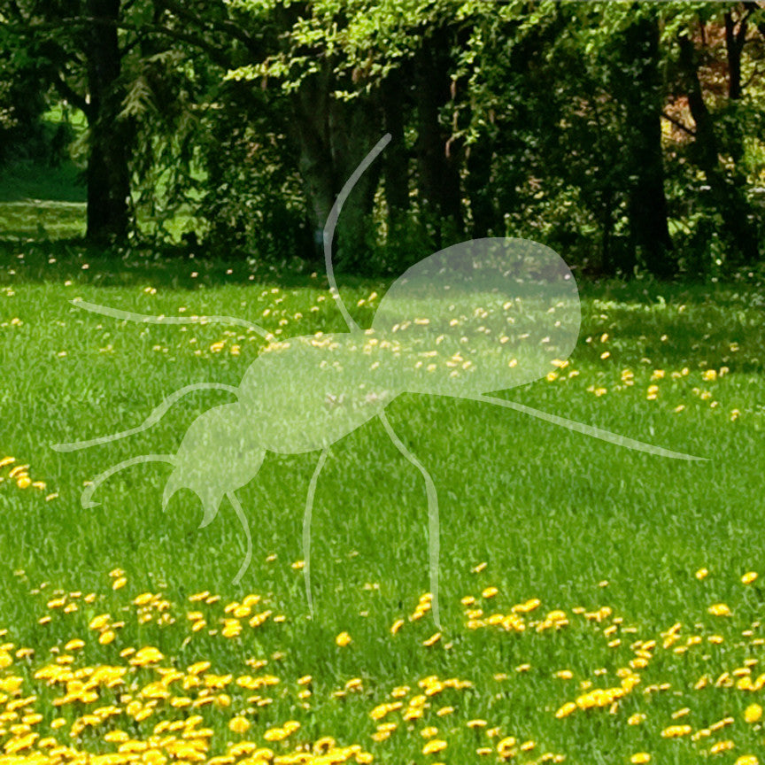 Ant Insect Pest