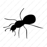 Ant Insect Pest