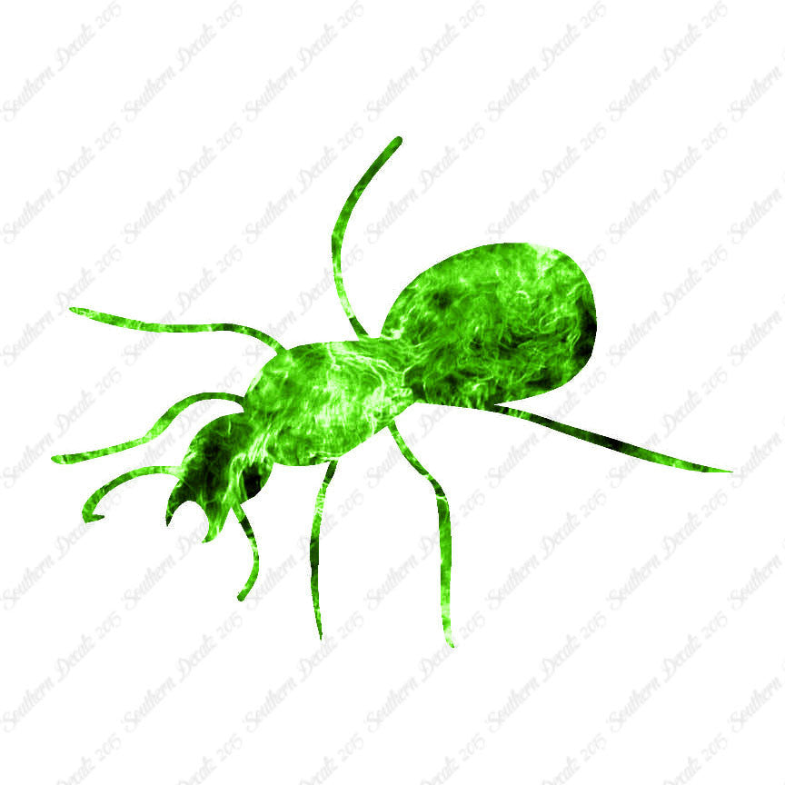 Ant Insect Pest