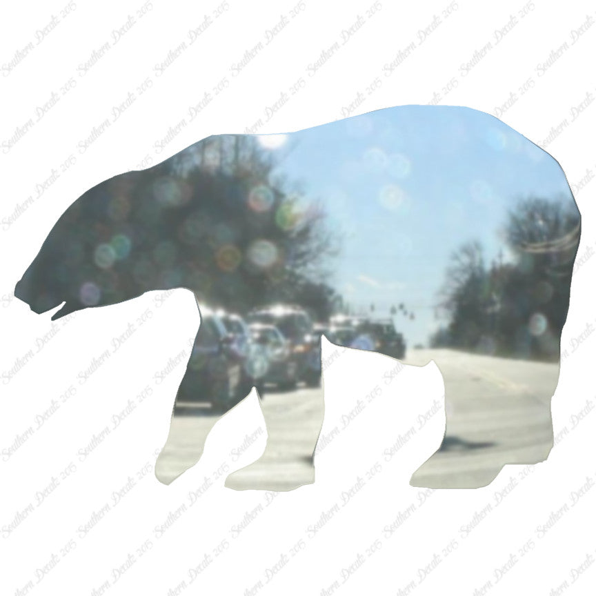 Bear Grizzly Polar