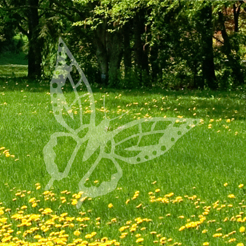 Butterfly Monarch