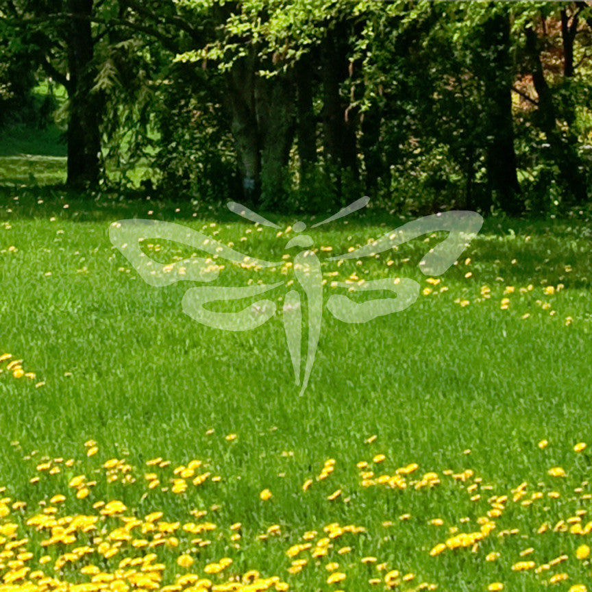 Butterfly Moth