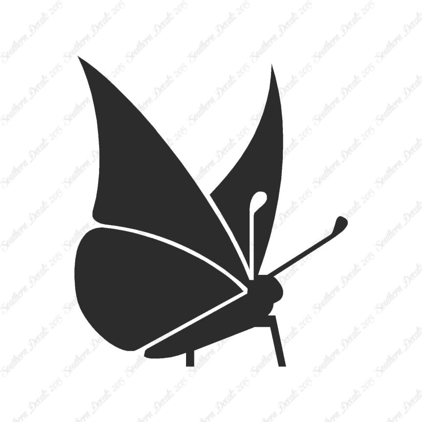 Moth Butterfly