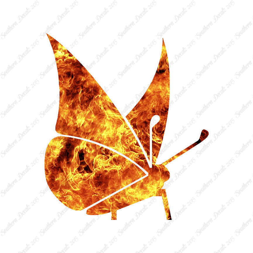 Moth Butterfly