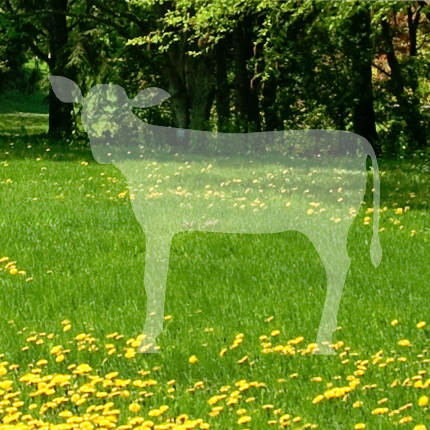 Calf Cattle Cow Steer