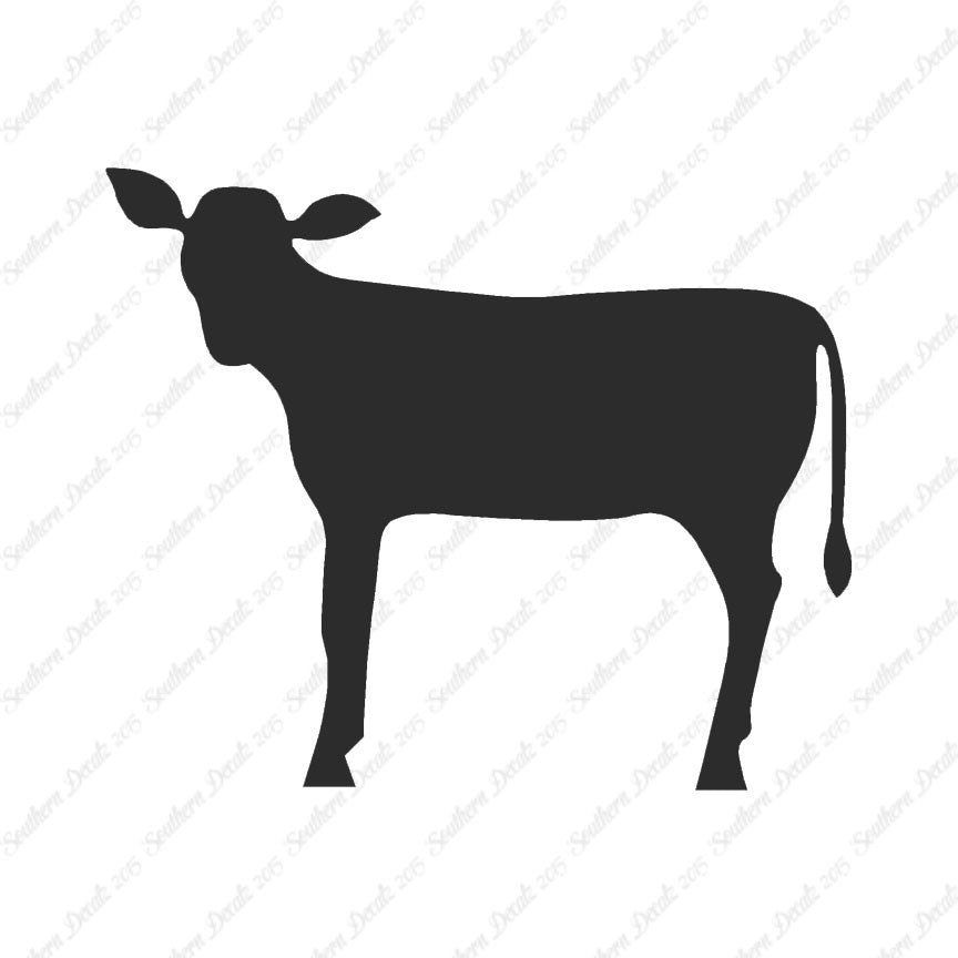 Calf Cattle Cow Steer