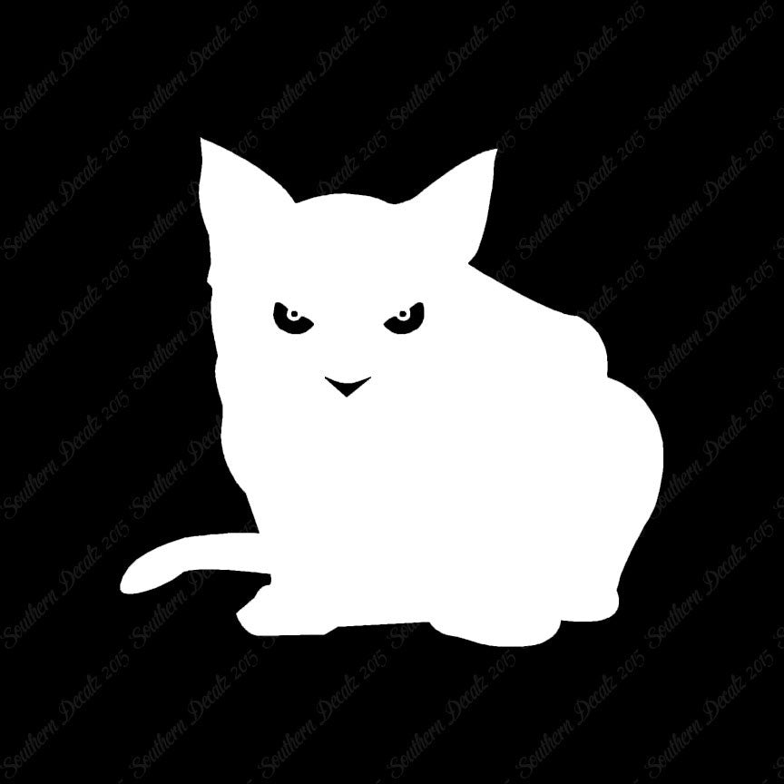 Cat Eyes Kitten