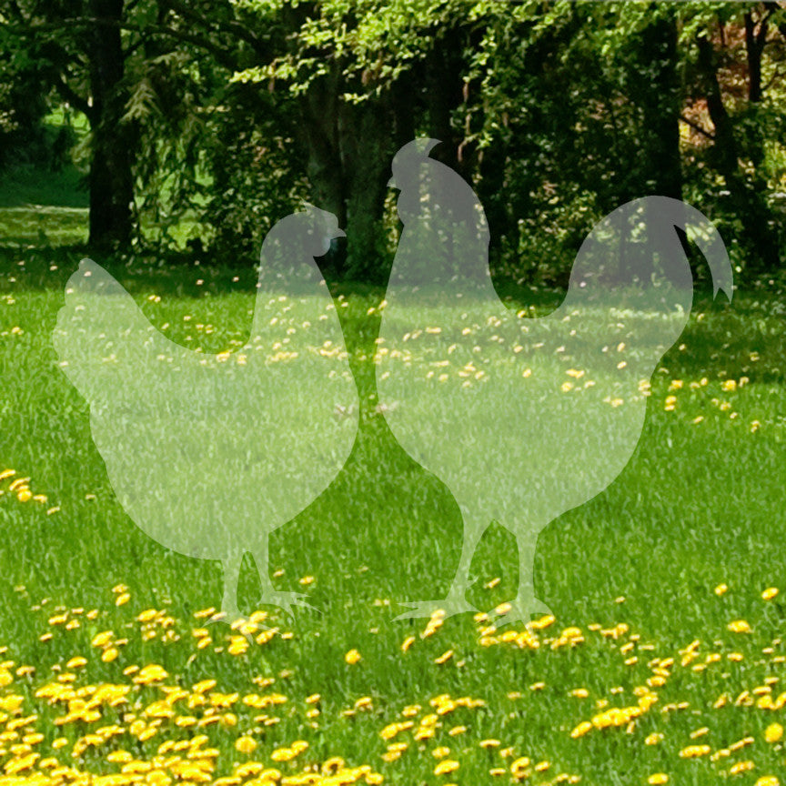 Chicken Rooster Bird