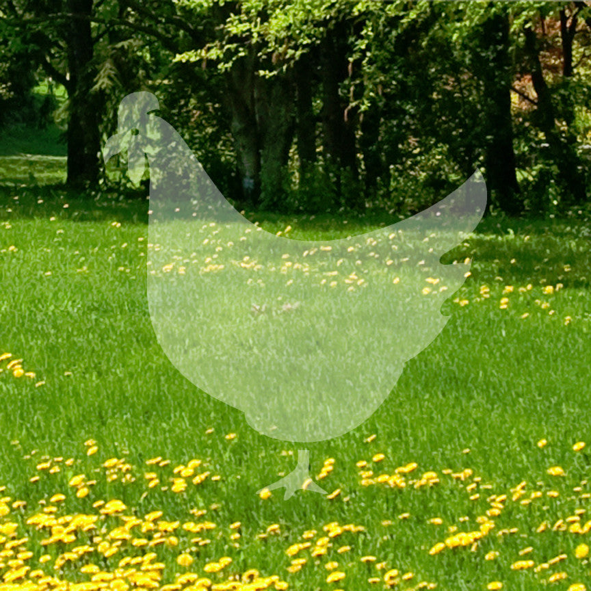 Chicken Poultry