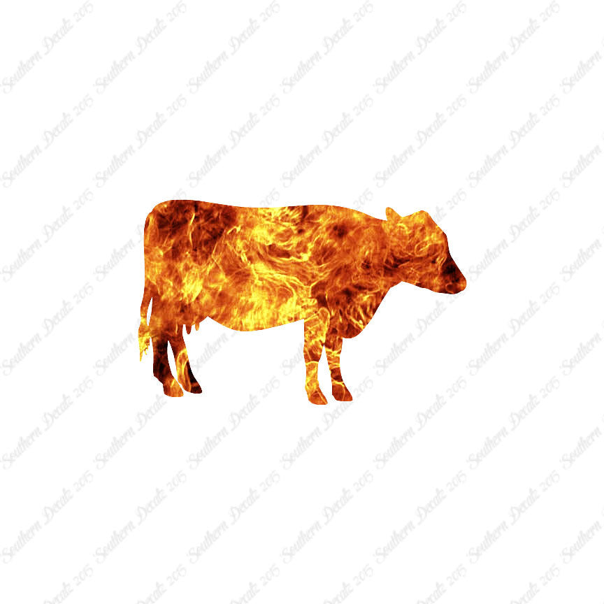 Cow Cattle Bull Steer