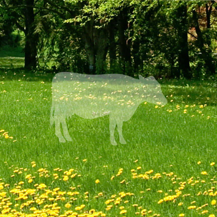 Cow Cattle Bull Steer