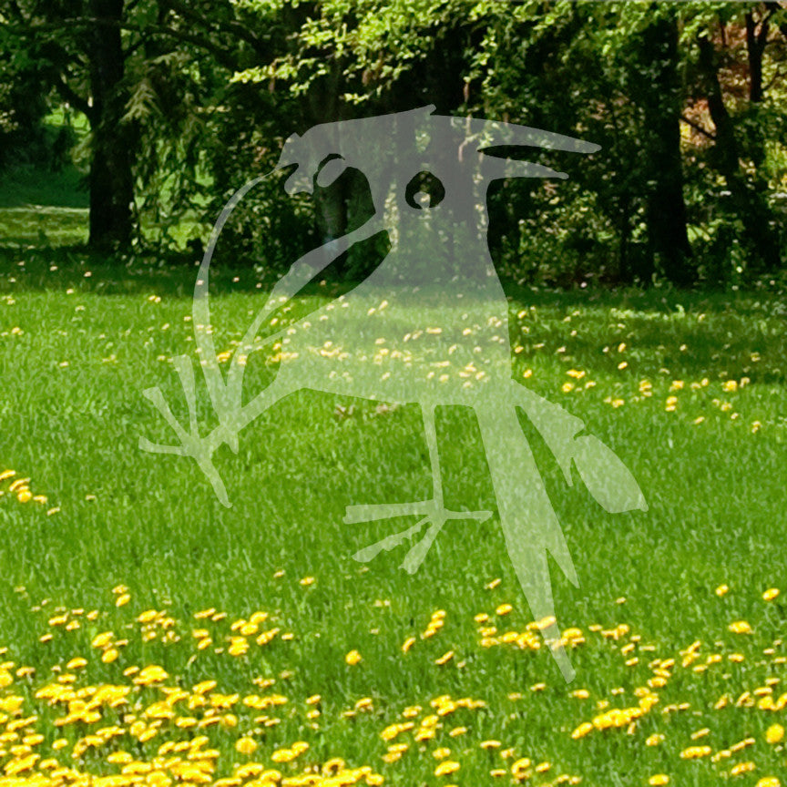 Funny Crow Jackdaw