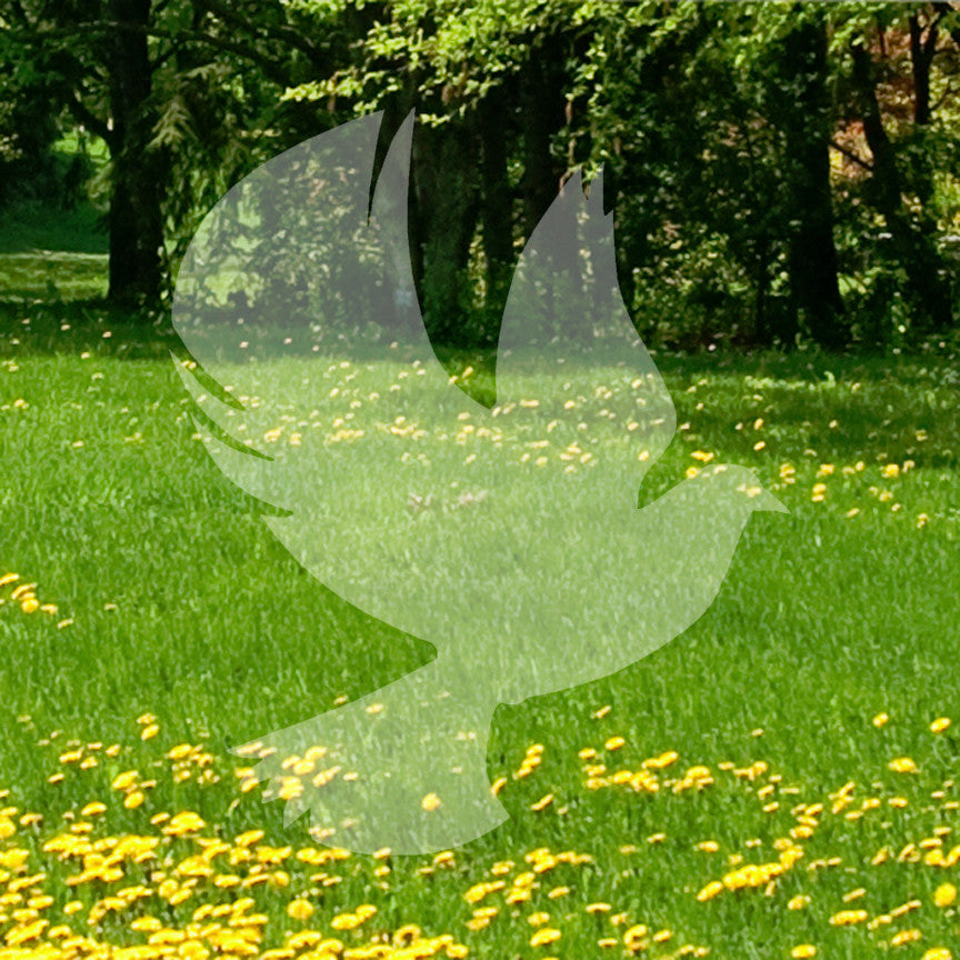 Dove Flying Bird