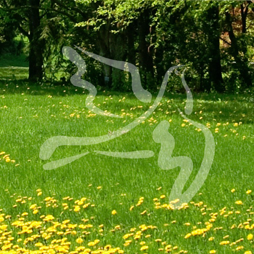 Flying Dove Art