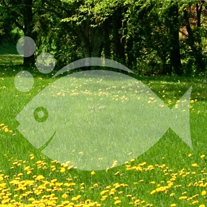 Fish Bubbles Cute