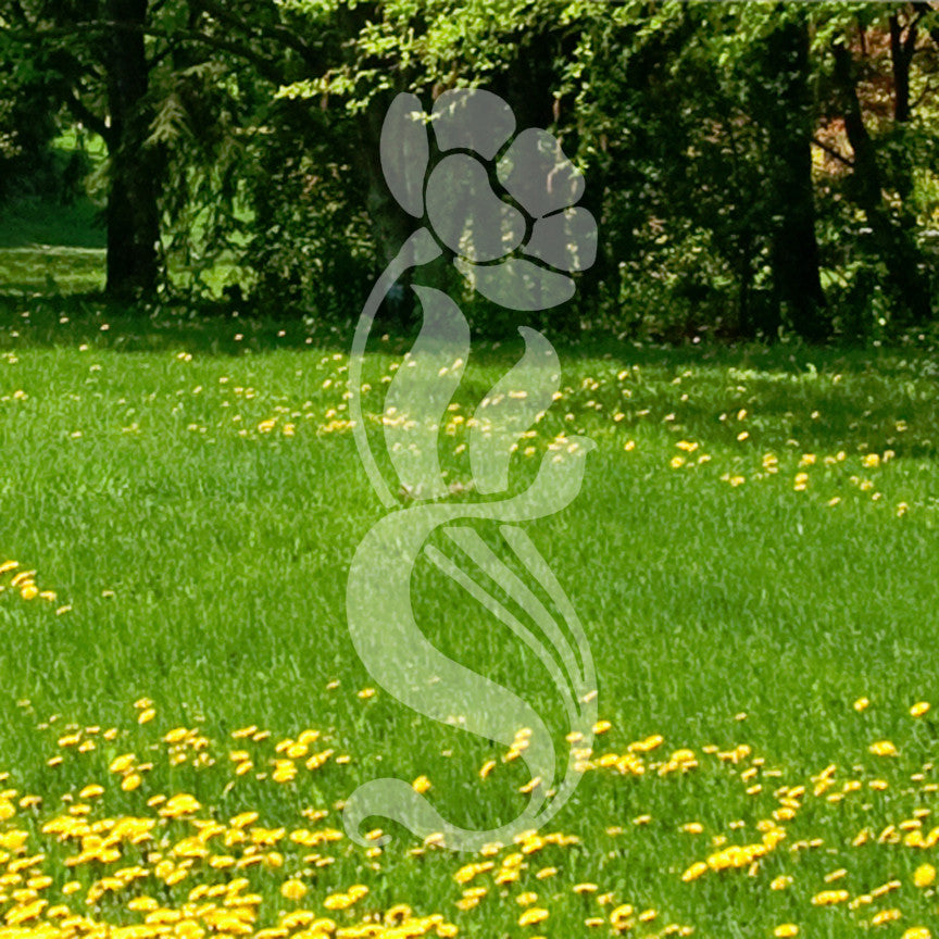Flower Daisy