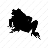 Bullfrog Frog Toad