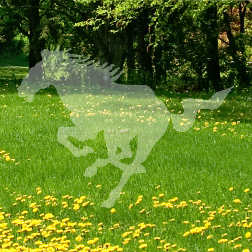 Running Horse Galloping