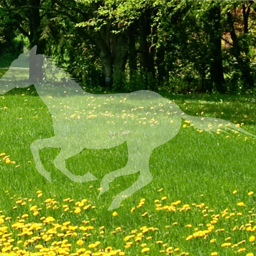Running Horse Mustang Stallion
