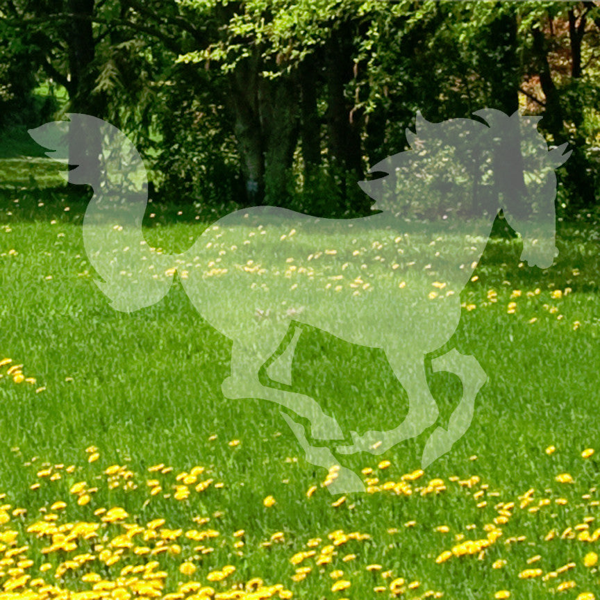 Horse Galloping Mustang Stallion