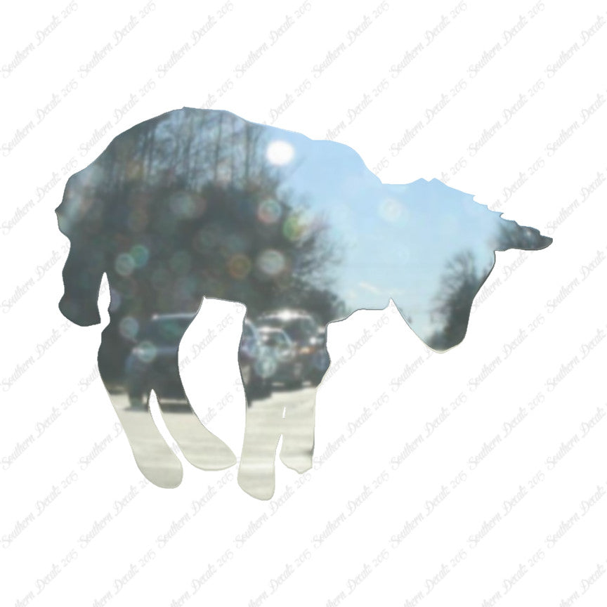 Lamb Sheep