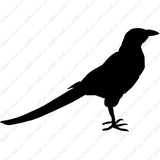 Magpie Crow
