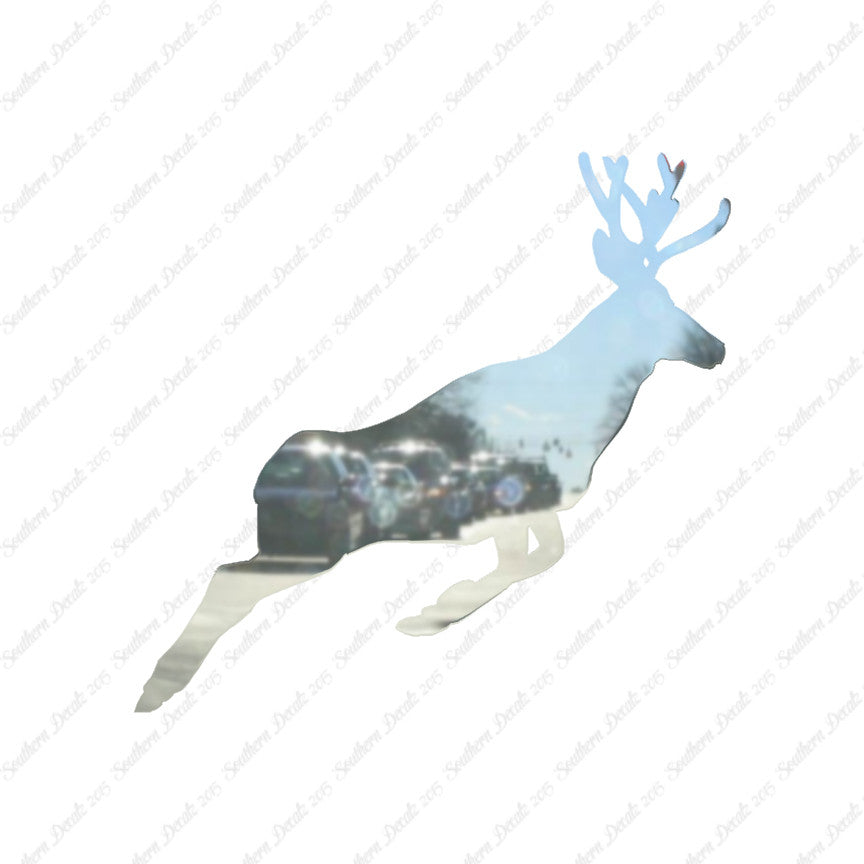 Mule Deer Buck Doe