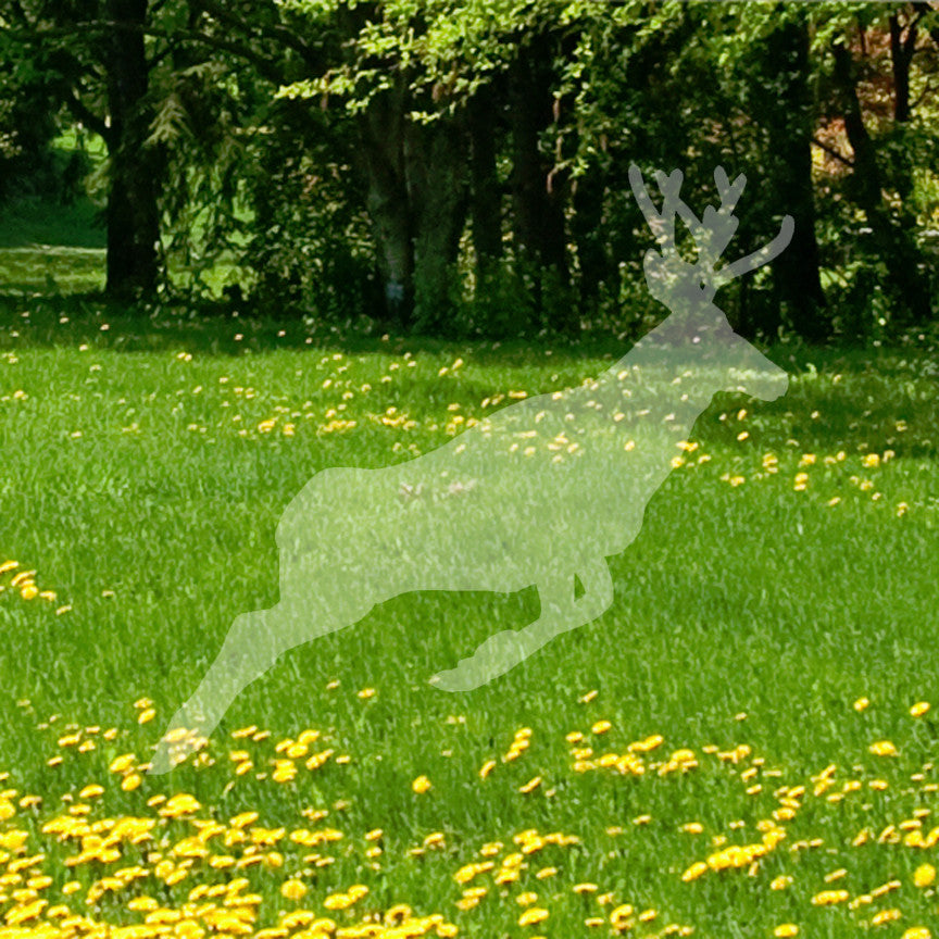 Mule Deer Buck Doe