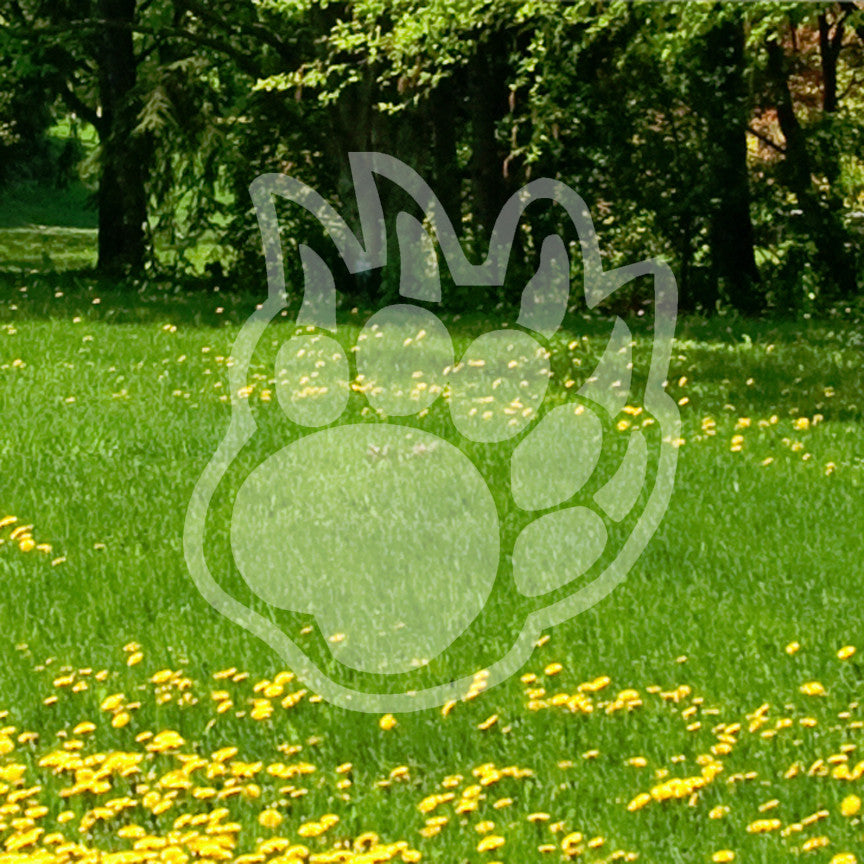 Bear Claw Paw Print