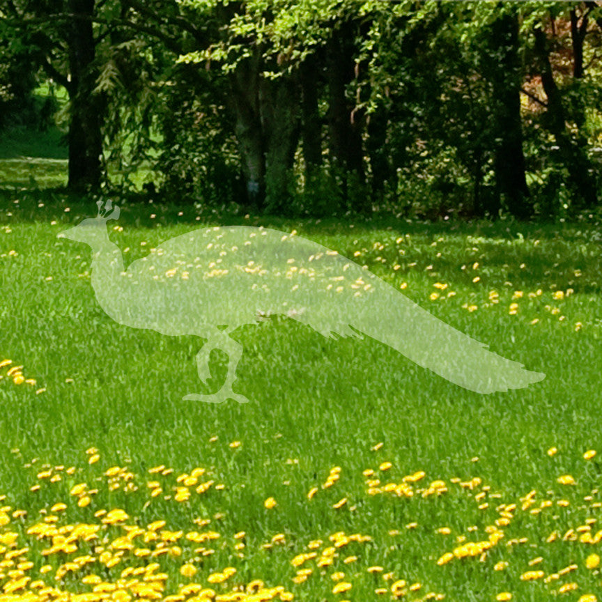 Peacock Bird