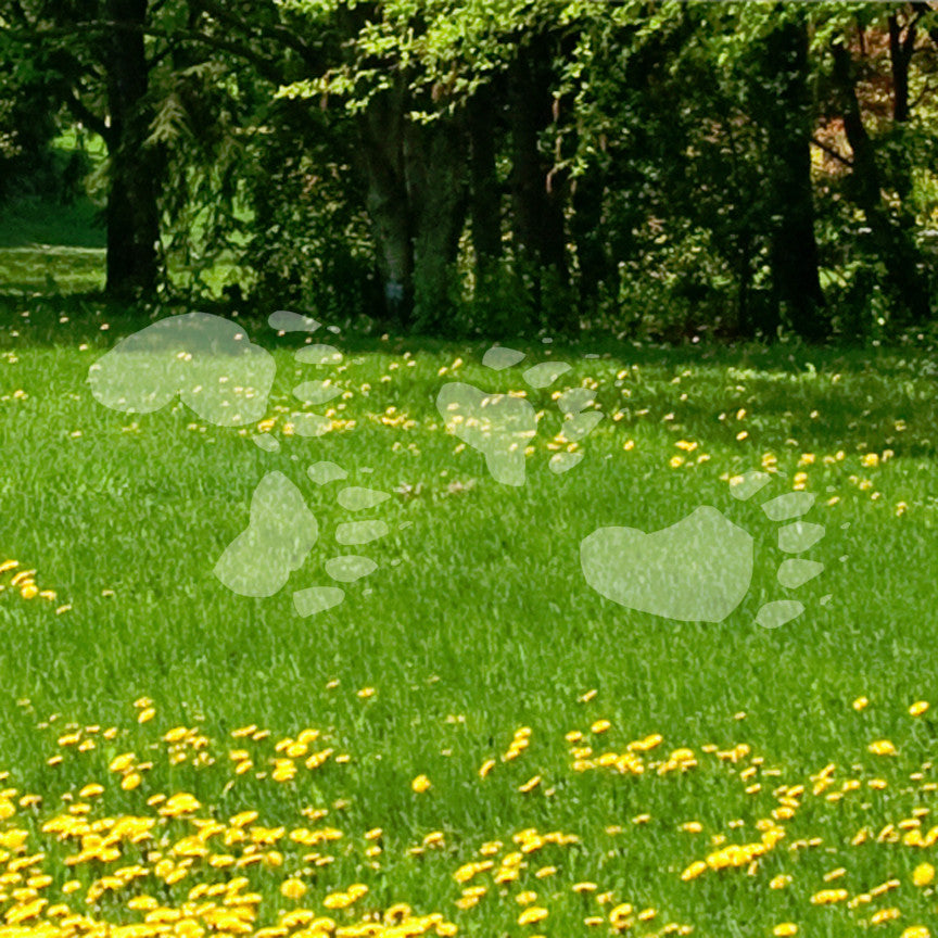 Bear Tracks Paw Print