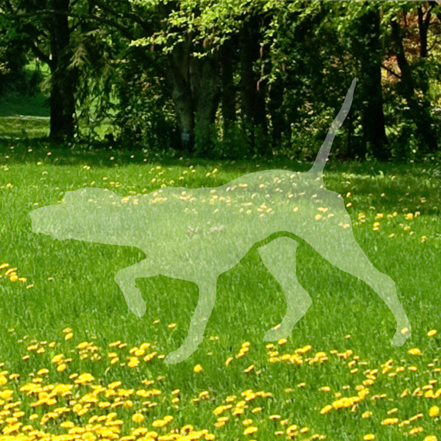 Pointer Dog