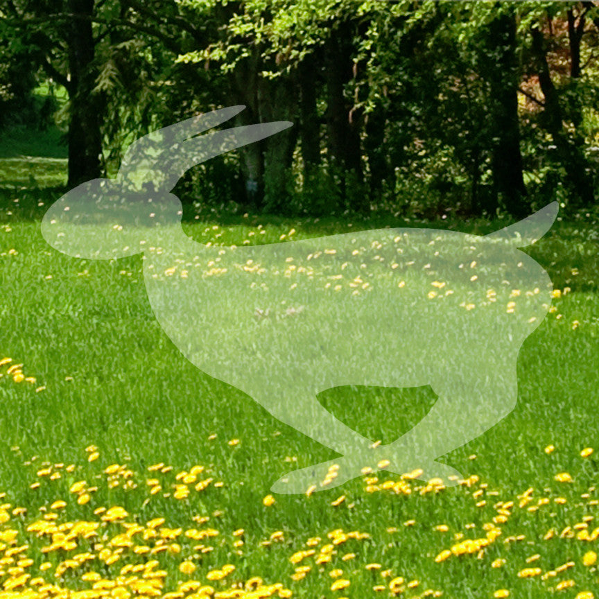Rabbit Bunny Running