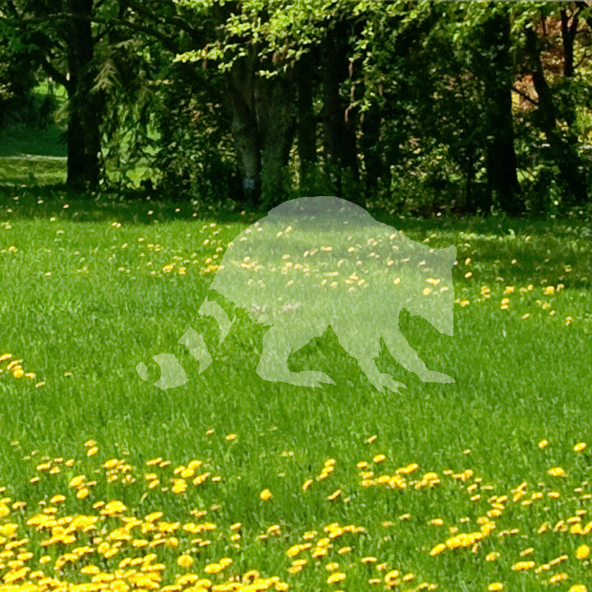 Raccoon