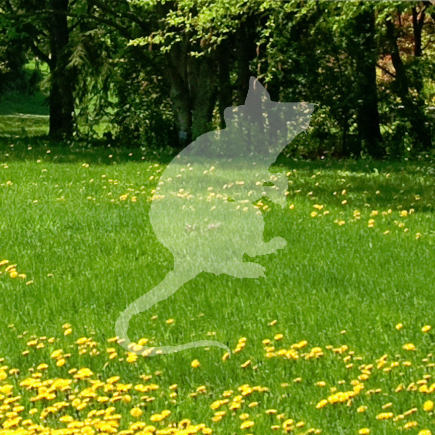 Mouse Rat