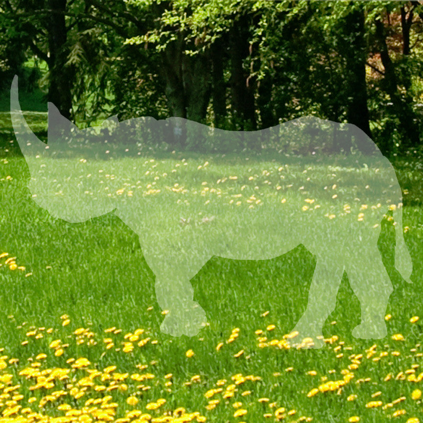 Rhinoceros Rhino