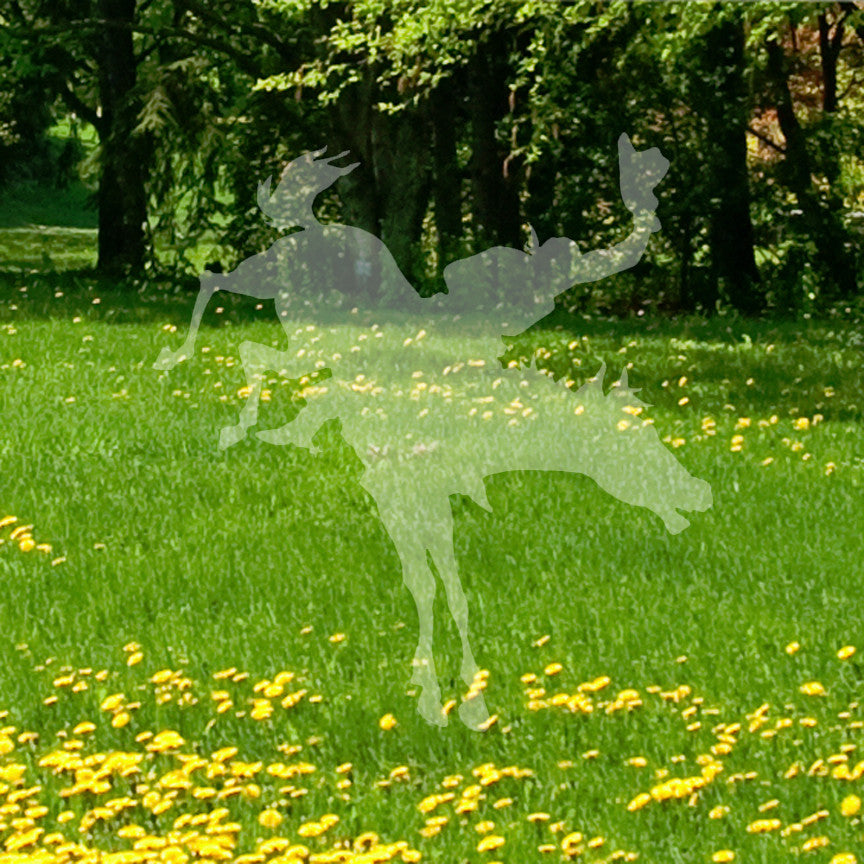 Rodeo Horse Stallion