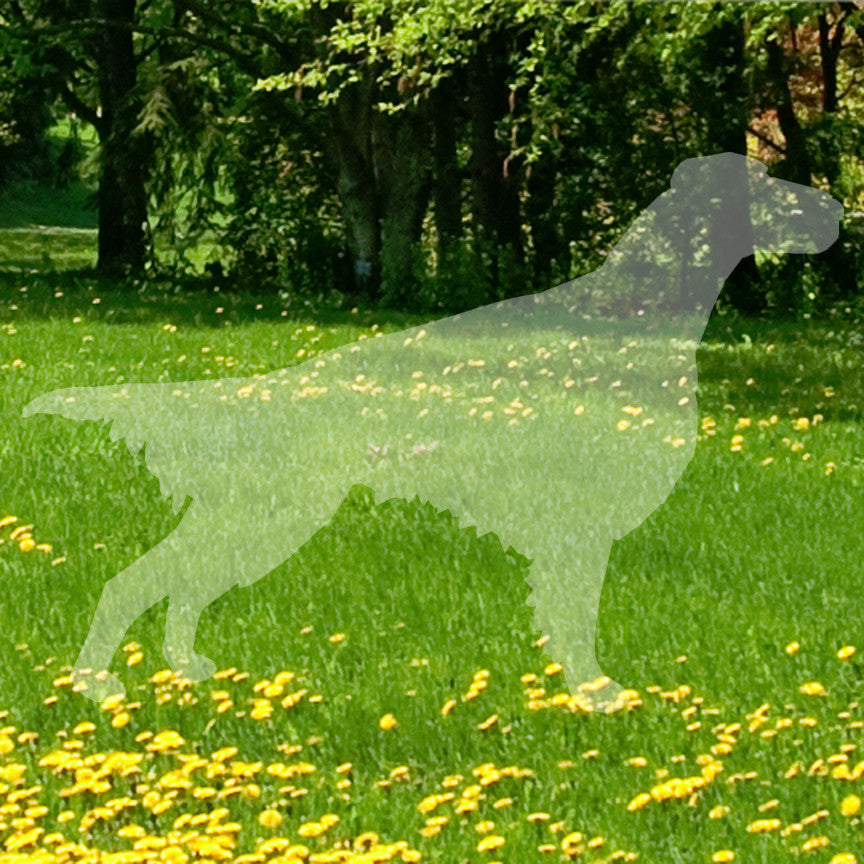 Setter Dog Breed