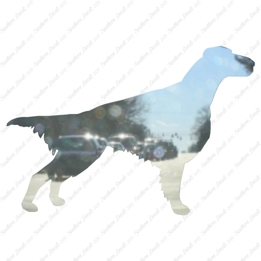 Setter Dog Breed