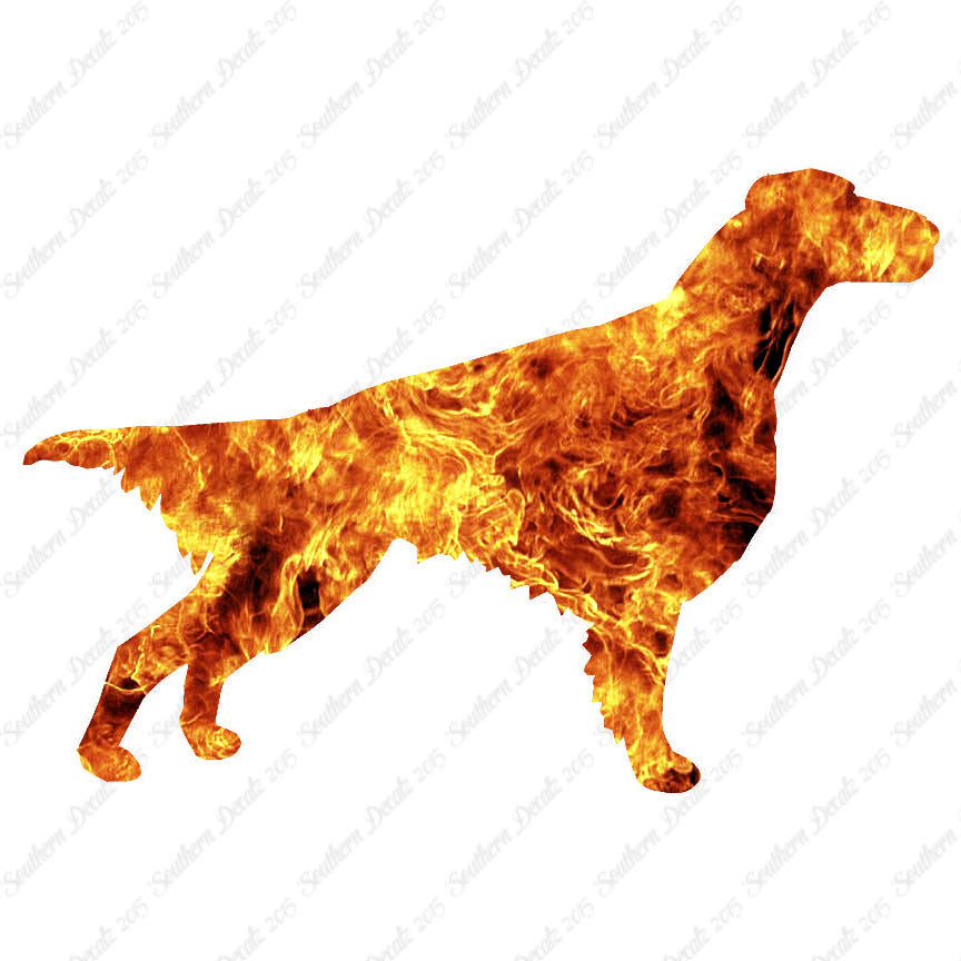 Setter Dog Breed