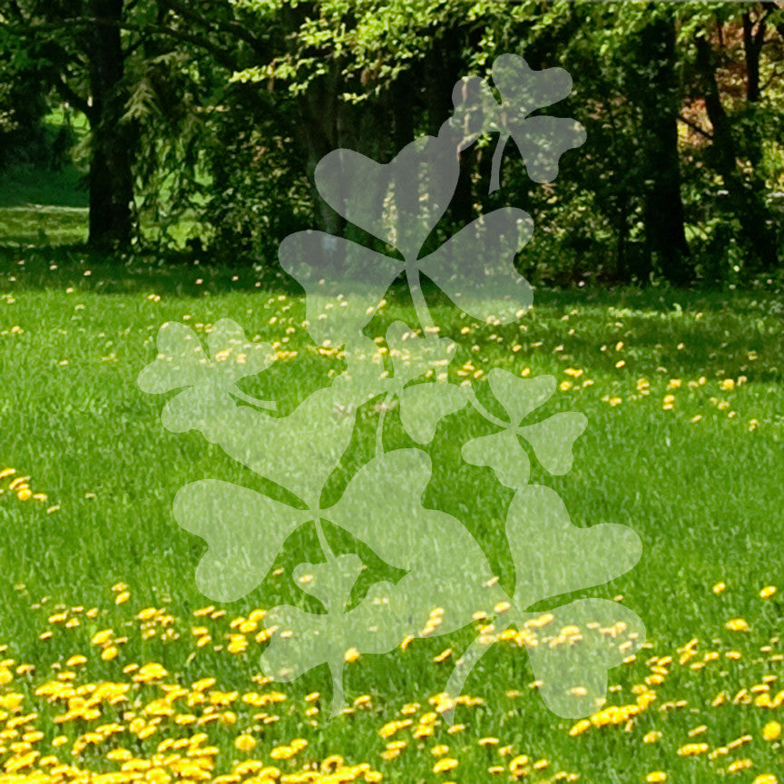 Shamrocks Irish Clover