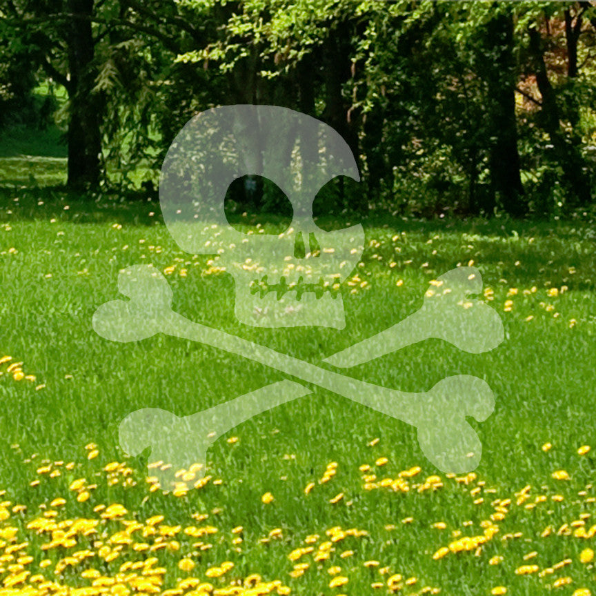 Skull Crossbone Bones